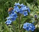 Forget Me Not Flower Seeds 100 Fresh Seeds Fast Shipping - £7.20 GBP