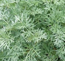 Wormwood Seeds 500+ Perennial Herb Garden Artemisia Absinthium From US - £7.01 GBP