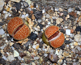Rare Lithops Hallii Ochracea Living Stones Rock Red Mesemb Exotic Seed 30 Seeds - £7.16 GBP