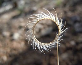 1000 Blue Grama Grass Gramma Bouteloua Gracilis Flower Mosquito Grass Se... - $10.45