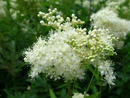 Real Meadowsweet - Filipendula ulmaria - 50+ seeds - Semillas - Graines ... - $72.11 MXN