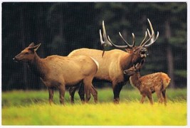 Postcard Animal Elk Watch Program Report Card Lake Huron North Shore Ontario - £6.32 GBP