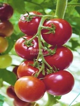 Tomato Seeds. Dark Red Tomato Seeds - £7.54 GBP