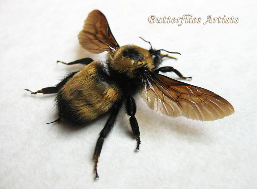 Real American Nevada Bumblebee Bombus Nevadensis Entomology Collectible ... - $87.99