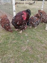 6+ Jubilee English Orpington Hatching Eggs - $49.50