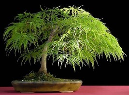 Lace Leaf Japanese Maple, Acer Palmatum Dissectum Tree 20 Fresh 2023 Seeds - £4.77 GBP