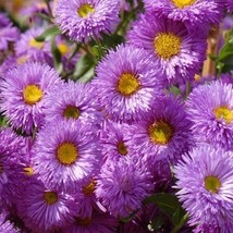 Erigeron- Azure Fairy- 50 Seeds Fresh Garden Usa Seller - £5.38 GBP