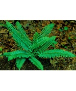 30 christmas ferns,Polystichum acrostichoides - £11.99 GBP