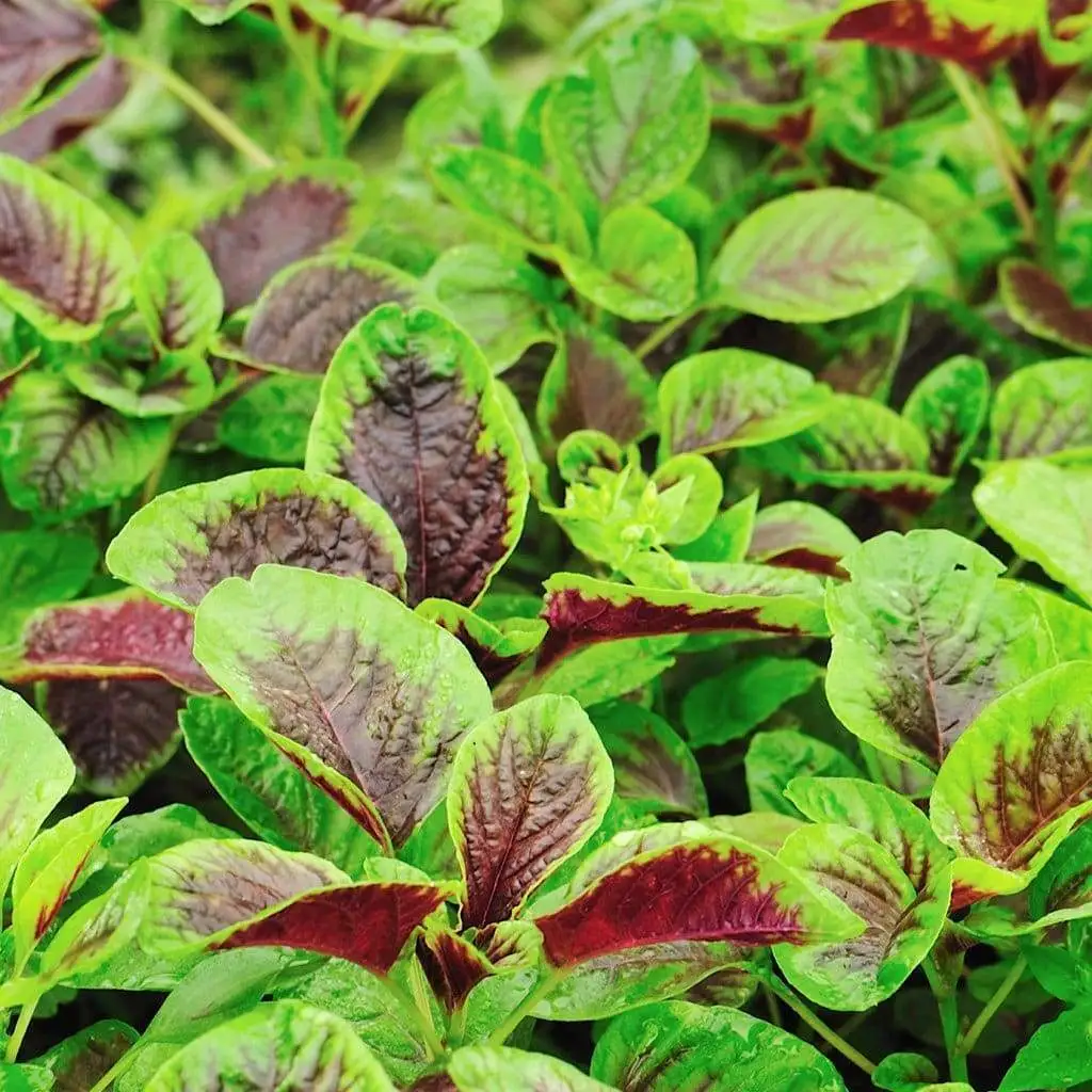 300 Red Amaranth Red Stripe Leaf Chinese Spinach Seeds Yin Cho Callaloo USA - £6.76 GBP