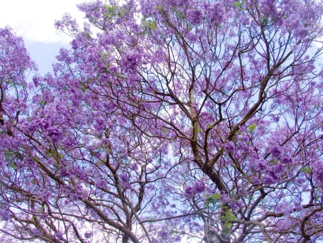 Jacaranda Purple Tree 50+ Seeds Fresh Garden - £15.81 GBP