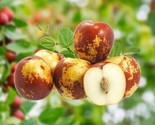 Sweet-Crunchy Round Jujube, Chinese Date 12 Authentic Seeds Usa Free Shi... - $7.49