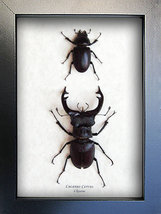 Stag Beetles Lucanus Cervus Pair RARE Framed Entomology Collectible Shadowbox - £99.91 GBP