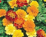 500 Seeds Sparky Mix Dwarf French Marigold Flower Seeds Garden Container... - $8.99