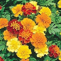 500 Seeds Sparky Mix Dwarf French Marigold Flower Seeds Garden Container... - £7.07 GBP