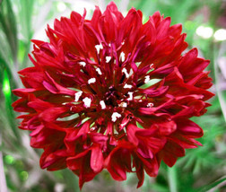 Cornflower Bachelor&#39;S Button Red Centaurea Cyanus  500 Seeds From US - £8.49 GBP