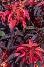 BPA 200 Seeds Amaranthus Molten Fire Amaranthus Gangeticus FlowerFrom USA - $9.90