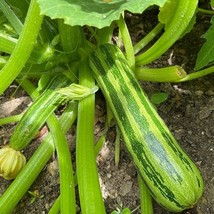 Zucchini Cocozelle Seeds Open Pollinated Italian Striped Zucchini Squash Seeds S - $10.95