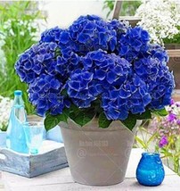 US Seller 50 Seeds Hydrangea Seeds Dark Blue Ball Type Flowers - $16.99