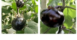 Round Black Eggplant 90+ Seeds High Yield Tasty Green Asian Garden Vegetable - £22.29 GBP