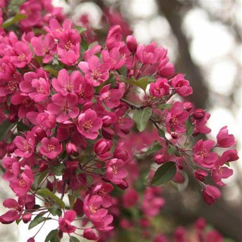 “ 20 seeds Northwest China Red Apple Flower, dense big tree fragrant apple flowe