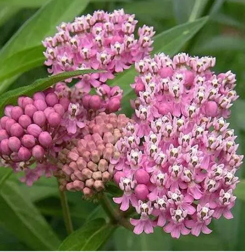 75 Red Swamp Milkweed Rose Flower Seeds for Garden - $12.00