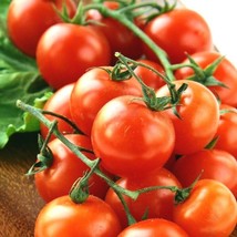 Guashi Store 100 Seeds Cherry Tomato Seeds Organic Heirloom Vegetable Garden Pat - £7.06 GBP