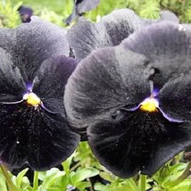 50 Black Pansy Clear Crystals Viola Wittrockiana Flower Seeds New Fresh Seeds - £12.09 GBP