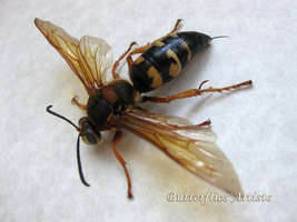 Wasp Cicada Killer Sphecius Speciosus Real Framed Entomology Collectible... - $72.99