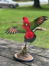 Museum Quality Real Chattering lory Parrot Taxidermy Mount Beautiful Colors - £1,454.93 GBP