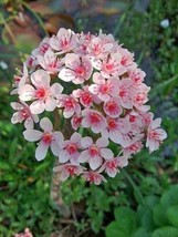 BRN Darmera Peltata Indian Rhubarb Umbrella Plant 10 Seeds Fresh Garden - $18.08