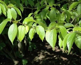 Eucommia Ulmoides (Hardy Rubber Tree) 15 seeds - £1.43 GBP