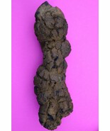 Giant Lizard Poop 5 Million Years Old Coprolite Genuine Fossil Dino Girl... - $47.85 CAD