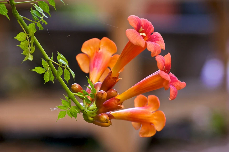 100 Trumpet Creeper Vine Seeds, Campsis radicans Perennial Climbing Flower - $6.49