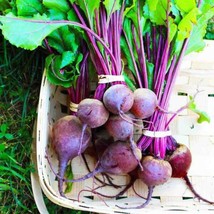 Beets Early Wonder 100 Seeds Pure Garden Fresh USA Shipping - $10.18