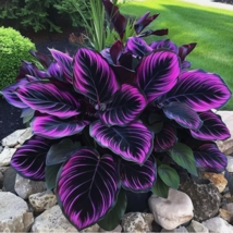 25 Seeds Purple Tip Calathea Couture Flower Indoor or Outdoor USA Store - $10.99