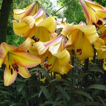 Lily OT Oriental Trumpet Hybrid Lily Rising Moon Lilium Yellow Pink 3 Bulbs - £11.74 GBP
