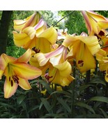 Lily OT Oriental Trumpet Hybrid Lily Rising Moon Lilium Yellow Pink 3 Bulbs - £11.76 GBP