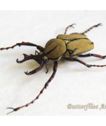 Dicranocephalus Wallichii Unusual Horns Reindeer Real Beetle Framed Shad... - €51,66 EUR Dicranocephalus Wallichii Unusual Horns Reindeer Real Beetle Framed Shad... - €51,66 EUR
