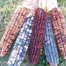 Kentucky Rainbow Dent Corn Seeds Vegetable Seeds Seed Packets Grind Your Own USA - £15.25 GBP