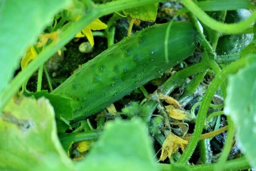 200+ Muncher Cucumber Seeds - Pickling -------------------- ORGANIC -- H... - $8.46