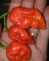 10 Little Bastard Pepper Seeds Spicy Atomic USA Seller Garden Fresh - £11.95 GBP