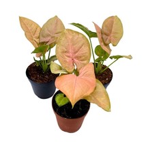 Syngonium Neon Pink, 2 inch Set of 3, Strawberry Princess Arrowhead Vine Tiny Mi - £18.15 GBP