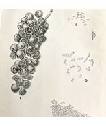 Anthracnose Fungus Mycology Victorian 1887 Art Print Agriculture DWT9B - $459.78 MXN
