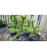 Araucaria Araucana for Planting Monkey Puzzle Tree 100 Seeds - $268.81 MXN