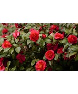 200 Seeds Camellia Flores Potted Plants Garden Flower - $11.65