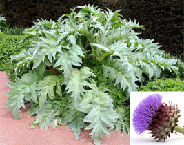 25 Seeds Cardoon Cynara Cardunculus Artichoke Thistle Perennial Edible   - $17.00