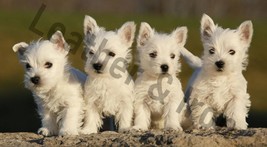 West Highland Terrier Puppies Design Vinyl Checkbook Cover Westie Dog - $8.75