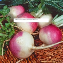 Purple Top White Globe Turnip Seeds - Vegetable Seeds - BOGO - £0.77 GBP