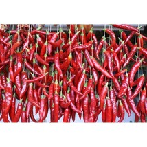 Korean Winner Hot Pepper  10 Seeds  Garden Beautiful USA SELLER - $5.60