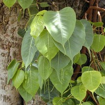 Ficus Religiosa Sacred Fig Bodhi Tree Pippala Peepul Peepal 100 Seeds - £13.84 GBP